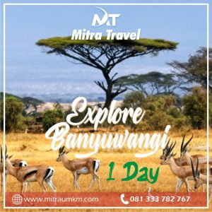 PAKET WISATA 1D ( 1 hari ), TN Baluran, Bangsring Underwater PAKET WISATA 1D ( 1 hari ), TN Baluran, Bangsring Underwater